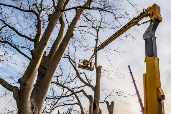 Entreprise pour l'abattage d'un arbre de plus de 15 mètres Salon-de-Provence