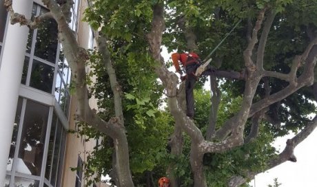PROTEC-ARBRES - Élagage d'arbres en zone urbaine Salon-de-Provence