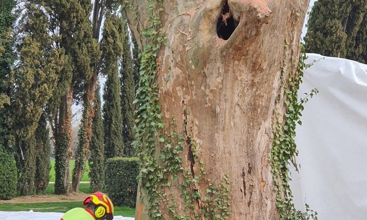 PROTEC-ARBRES - Abattage d'arbres pour particulier Salon-de-Provence