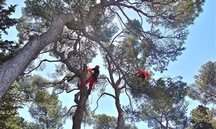 PROTEC-ARBRES - Élagage d'arbres pour particulier Salon-de-Provence