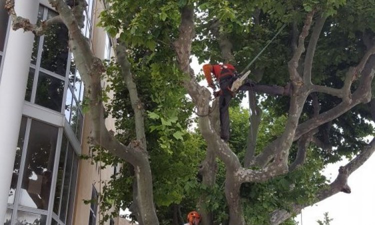 PROTEC-ARBRES - Élagage d'arbres en zone urbaine Salon-de-Provence